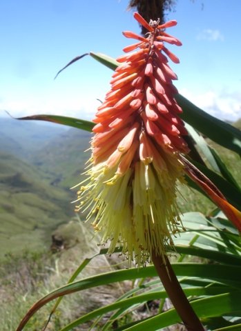 Kniphofia caulescens protruding stamens and styles